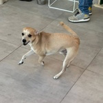 Tequila Dolce Cagnolino Taglia Piccola in Adozione a Latina - Foto n. 3