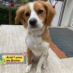 Ariel 1 anno mix Breton Cerca casa - Cagnolina Giocherellona e Dinamica in Adozione - Foto n. 1