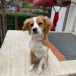 Ariel 1 anno mix Breton Cerca casa - Cagnolina Giocherellona e Dinamica in Adozione - Foto n. 2