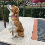 Ariel 1 anno mix Breton Cerca casa - Cagnolina Giocherellona e Dinamica in Adozione - Foto n. 4