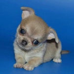 🐶 Chihuahua in vendita a Milano (MI) e in tutta Italia da privato