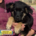 🐶 Altra Razza maschio di 4 mesi in adozione a Latina (LT) e in tutta Italia da associazione animali