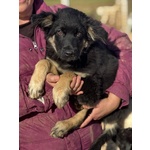 Alex Cucciolo 4 mesi Incrocio Border Collie in Adozione - Foto n. 3