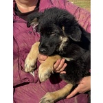 Alex Cucciolo 4 mesi Incrocio Border Collie in Adozione - Foto n. 4