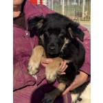 Alex Cucciolo 4 mesi Incrocio Border Collie in Adozione - Foto n. 6