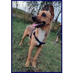 Zak Tenero Piccoletto Hanno Rinunciato a Lui - Foto n. 2