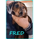 Fred e sam 5 mesi Adorabili Similbassottini tg Mediopicc. - Foto n. 4