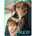 Fred e sam 5 mesi Adorabili Similbassottini tg Mediopicc. - Foto n. 6