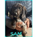 Fred e sam 5 mesi Adorabili Similbassottini tg Mediopicc. - Foto n. 7