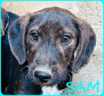 Fred e sam 5 mesi Adorabili Similbassottini tg Mediopicc. - Foto n. 8