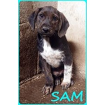 Fred e sam 5 mesi Adorabili Similbassottini tg Mediopicc. - Foto n. 9