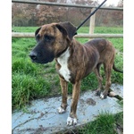 Morgana mix Molossa Affettuosa con le Persone! Adulta - Foto n. 4