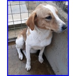 🐶 Altra Razza femmina in adozione a Milano (MI) e in tutta Italia da privato