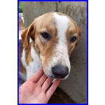 Rose 7anni Dolce Triste Patatina - Foto n. 2