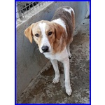 Rose 7anni Dolce Triste Patatina - Foto n. 3