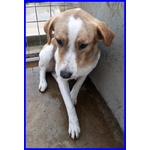 Rose 7anni Dolce Triste Patatina - Foto n. 4