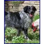 🐶 Altra Razza maschio in adozione a Milano (MI) e in tutta Italia da privato