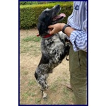 Nacho 8-9anni Gioioso e Giocherellone - Foto n. 2