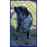 Nacho 8-9anni Gioioso e Giocherellone - Foto n. 3