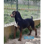 Gilda 4anni Buona con Tutti! - Foto n. 2