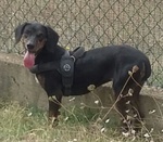 Gilda 4anni Buona con Tutti! - Foto n. 7