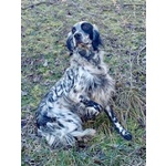 🐶 Altra Razza maschio in adozione a Milano (MI) e in tutta Italia da privato