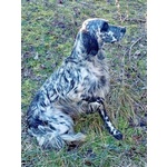 Pirata Giovane Setter in Cerca di Famiglia - Foto n. 2