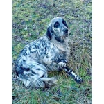 Pirata Giovane Setter in Cerca di Famiglia - Foto n. 3