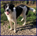 🐶 Altra Razza maschio in adozione a Milano (MI) e in tutta Italia da privato