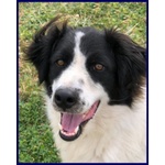 Petrux 8 anni Meraviglioso Patatone Buono con Tutti! - Foto n. 2