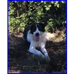 Petrux 8 anni Meraviglioso Patatone Buono con Tutti! - Foto n. 5