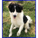 Petrux 8 anni Meraviglioso Patatone Buono con Tutti! - Foto n. 6