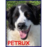 Petrux 8 anni Meraviglioso Patatone Buono con Tutti! - Foto n. 7