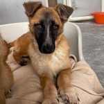 Diva Splendida Incrocio Pastore Belga Cerca casa - 5 mesi e Mezzo in Canile! - Foto n. 3