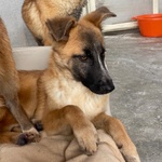 Diva Splendida Incrocio Pastore Belga Cerca casa - 5 mesi e Mezzo in Canile! - Foto n. 5