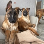 Dafne Cucciolona Incrocio Pastore Belga Cerca casa - Adozione Canile di Latina - Foto n. 2