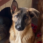 Dafne Cucciolona Incrocio Pastore Belga Cerca casa - Adozione Canile di Latina - Foto n. 3