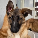 Dafne Cucciolona Incrocio Pastore Belga Cerca casa - Adozione Canile di Latina - Foto n. 7