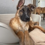 Dafne Cucciolona Incrocio Pastore Belga Cerca casa - Adozione Canile di Latina - Foto n. 8