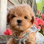 🐶 Altra Razza in vendita a Milano (MI) e in tutta Italia da privato