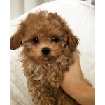 🐶 Barboncino in vendita a Milano (MI) e in tutta Italia da privato