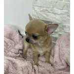 🐶 Chihuahua in vendita a Milano (MI) e in tutta Italia da privato