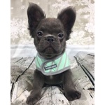 🐶 Bulldog Francese in vendita a Milano (MI) e in tutta Italia da privato