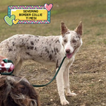 Severino Border Collie Smooth 11 Mesi - Foto n. 1