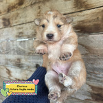 🐶 Altra Razza femmina di 4 settimane (cucciolo) in adozione a Latina (LT) e in tutta Italia da associazione animali