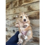 Clarissa Dolce Cucciola Futura Taglia Media Cerca casa - in Adozione - Foto n. 2