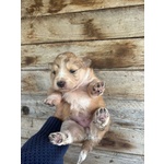 Clarissa Dolce Cucciola Futura Taglia Media Cerca casa - in Adozione - Foto n. 3