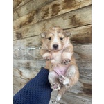 Clarissa Dolce Cucciola Futura Taglia Media Cerca casa - in Adozione - Foto n. 5