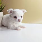 Chihuahua toy pelo Lungo - Foto n. 2