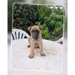 Allevamento Pastore Belga Malinois Puglia Campania Calabria - Foto n. 1